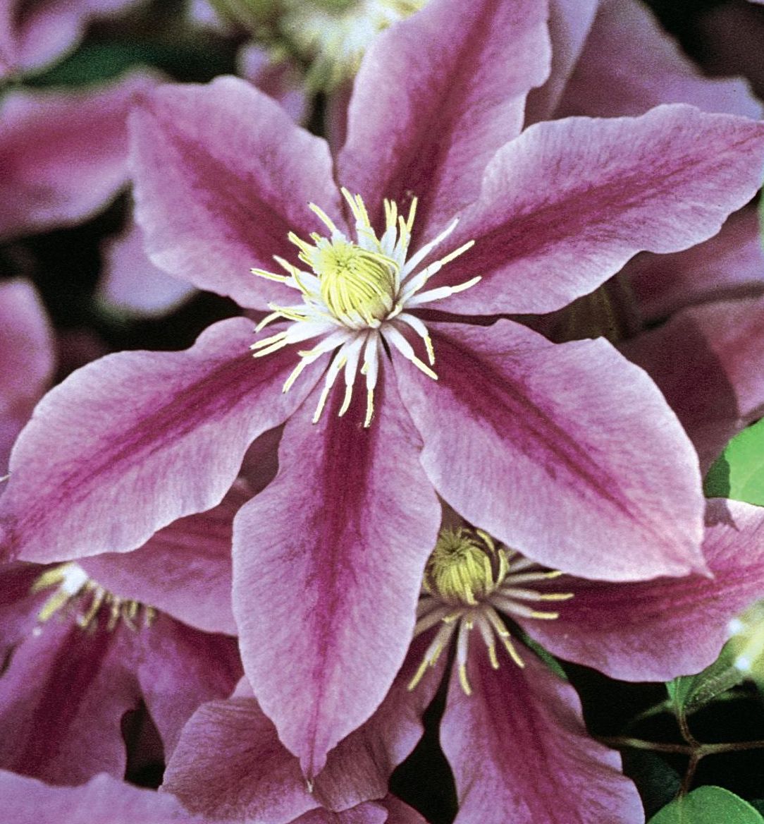 Sugar Candy Clematis Natorp's Online Plant Store